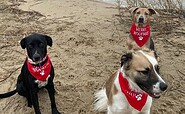 Hunde am Großräschener See, Foto: Kristina Roick Baker, Lizenz: Stadt Großräschen