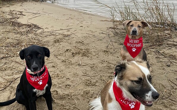 Hunde am Großräschener See, Foto: Kristina Roick Baker, Lizenz: Stadt Großräschen