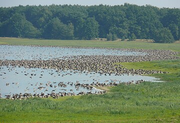 Gülper See, Foto: Jürgen Seeger, Lizenz: Natur- und Sternenpark Westhavelland
