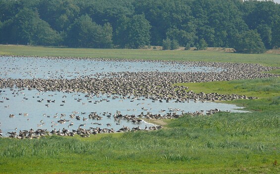 Gülper See, Foto: Jürgen Seeger, Lizenz: Natur- und Sternenpark Westhavelland