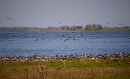 Vogelzug am Gülper See, Foto: Tourismusverband Havelland e.V., Lizenz: Tourismusverband Havelland e.V.