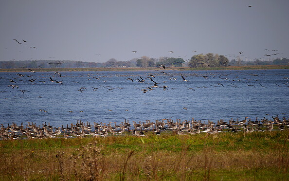 Vogelzug am Gülper See, Foto: Tourismusverband Havelland e.V., Lizenz: Tourismusverband Havelland e.V.