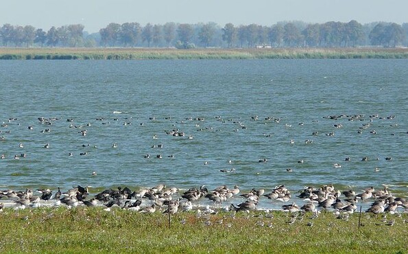 Vogelzug am Gülper See, Foto: Bleeck, Lizenz: TMB