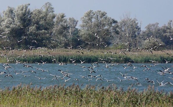 Vogelzug am Gülper See, Foto: Bleeck, Lizenz: TMB