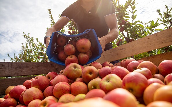 Apfelernte, Foto: U. J. Alexander