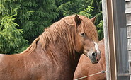 Stute, Foto: Stutenmilchfarm Grüne Oase GmbH, Lizenz: Stutenmilchfarm Grüne Oase GmbH