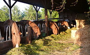Futterstelle der Pferde, Foto: Stutenmilchfarm Grüne Oase GmbH, Lizenz: Stutenmilchfarm Grüne Oase GmbH