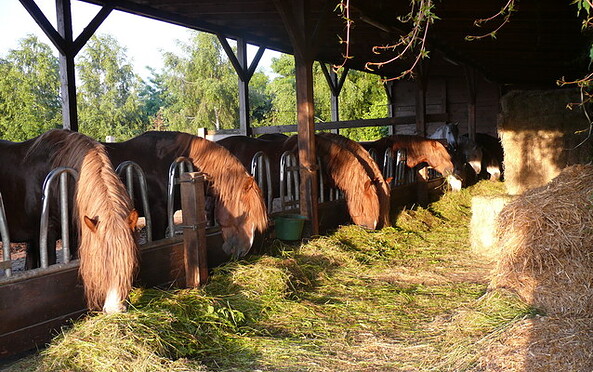 Futterstelle der Pferde, Foto: Stutenmilchfarm Grüne Oase GmbH, Lizenz: Stutenmilchfarm Grüne Oase GmbH