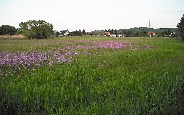 Dossewiese bei Rhinow, Foto: Michael Ilg, Lizenz: Michael Ilg