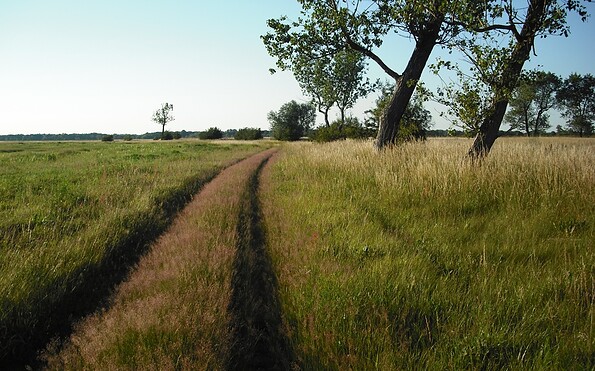 Wiesenweg zum Herrenberg, Foto: Michael Ilg, Lizenz: Michael Ilg