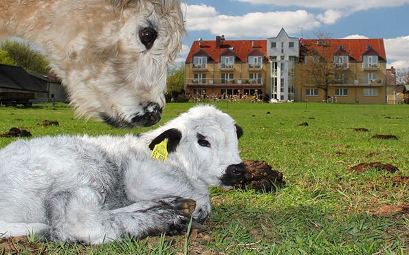 Gallowayrinder, Foto: Frank Mertens, Lizenz: Landhotel Löwenbruch