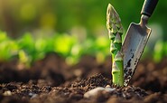 Spargel, Foto: Manfred Loell, Lizenz: Gut Herrenhölzer