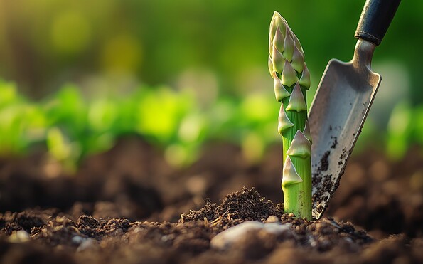 Spargel, Foto: Manfred Loell, Lizenz: Gut Herrenhölzer