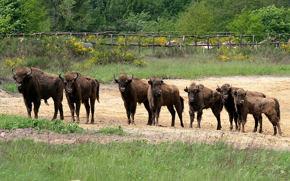 Wisente in der Döberitzer Heide, Foto: Peter Nitschke