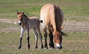 Przewalski-Pferde in der Döberitzer Heide, Foto: Peter Nitschke