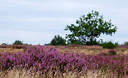 Heideblüte in der Döberitzer Heide, Foto: Susanne Wunderlich