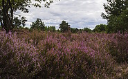 Schönower Heathland , Foto: Steffen Lehmann , Lizenz: TMB