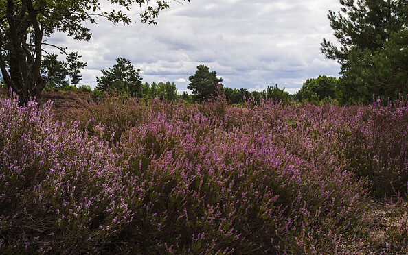 Schönower Heathland , Foto: Steffen Lehmann , Lizenz: TMB