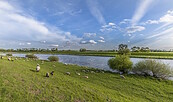 A flock of sheep on the Elbe embankment, Foto: Steffen Lehmann, Lizenz: TMB