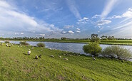 A flock of sheep on the Elbe embankment, Foto: Steffen Lehmann, Lizenz: TMB
