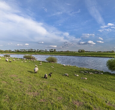 A flock of sheep on the Elbe embankment, Foto: Steffen Lehmann, Lizenz: TMB