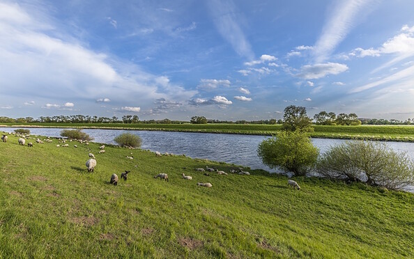 A flock of sheep on the Elbe embankment, Foto: Steffen Lehmann, Lizenz: TMB