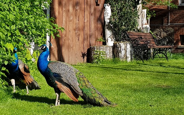 Gartenbewohner, Foto: Müller, Lizenz: Müller