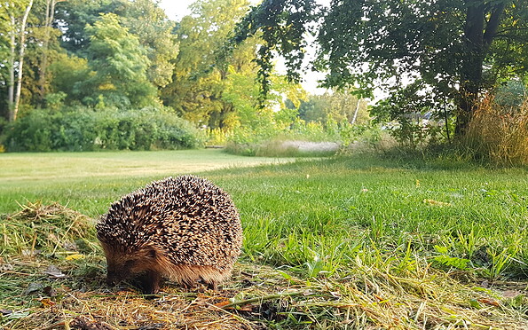 Gartenidyll, Foto: Müller, Lizenz: Müller