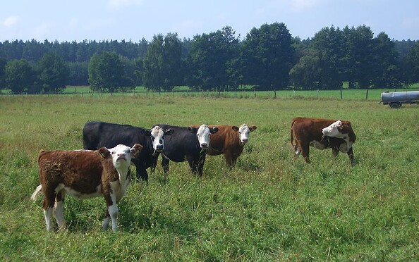 Rinder, Foto: Hans Sachs, Lizenz: Reiter- &amp; Erlebnisbauernhof Groß Briesen GmbH