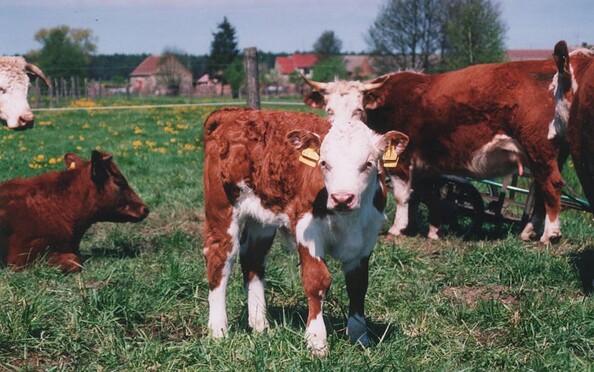 Rinder, Foto: Hans Sachs, Lizenz: Reiter- &amp; Erlebnisbauernhof Groß Briesen GmbH