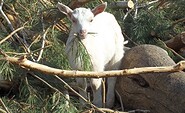 Goat farm in Heidesee 3, Foto: Ziegenhof Heidesee, Lizenz: Tourismusverband Dahme-Seenland e.V.