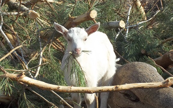 Goat farm in Heidesee 3, Foto: Ziegenhof Heidesee, Lizenz: Tourismusverband Dahme-Seenland e.V.