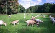 Goat farm in Heidesee, Foto: Ziegenhof Heidesee, Lizenz: Tourismusverband Dahme-Seenland e.V.