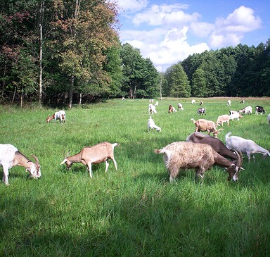 Birgits Hofladen Farm Shop at the Ziegenhof Heidesee