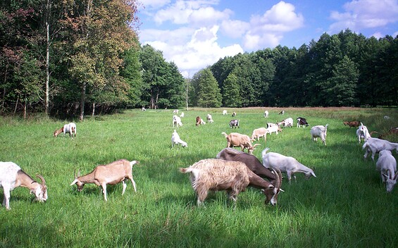 Goat farm in Heidesee, Foto: Ziegenhof Heidesee, Lizenz: Tourismusverband Dahme-Seenland e.V.