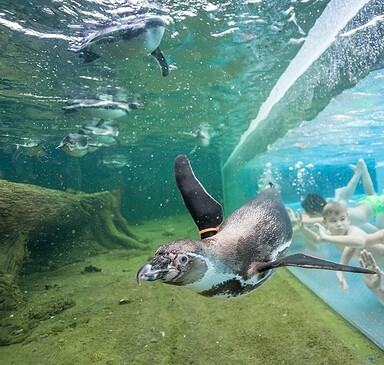 Swimming with penguins, Foto: Spreewelten GmbH