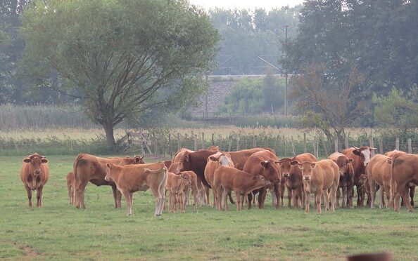 Weiderinder, Foto: Marleen Herzlieb