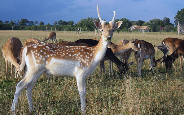 Hirschkoppel in Paulshof - Berni" als junger Hirsch, Foto: Lutz Bähr