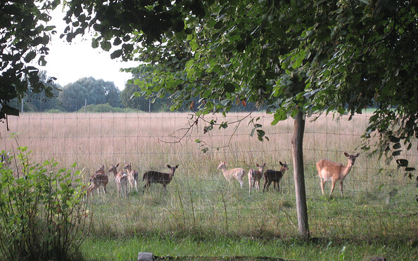 Hirschkoppel in Paulshof - Impressionen, Foto: Lutz Bähr