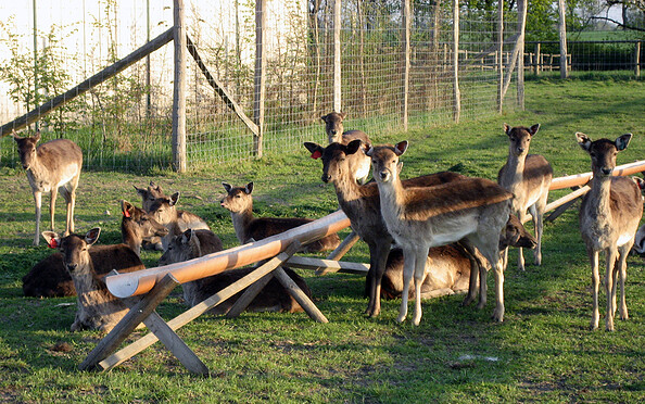 Hirschkoppel in Paulshof - Impressionen, Foto: Lutz Bähr