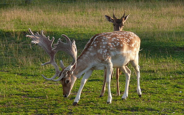 Hirschkoppel in Paulshof - Berni" als Chef im Gehege, Foto: Lutz Bähr