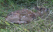 Hirschkoppel in Paulshof - Damwildkalb in der Deckung, Foto: Lutz Bähr