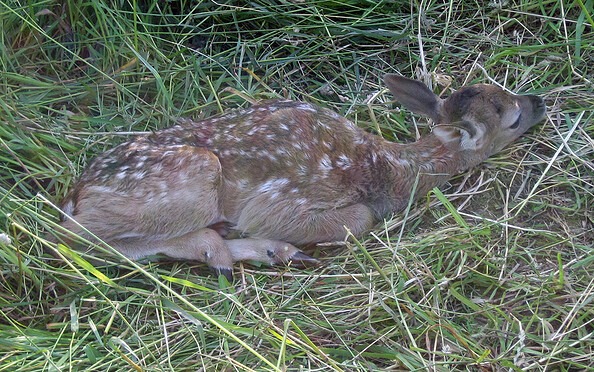 Hirschkoppel in Paulshof - Damwildkalb in der Deckung, Foto: Lutz Bähr