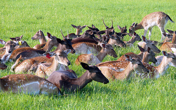 Hirschkoppel in Paulshof, Foto: Lutz Bähr