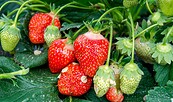 Erdbeeren, Foto: Spreewaldhof Niewitz