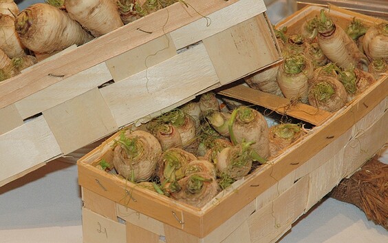 Teltower Rübchen, Foto: Tourismusverband Fläming e.V.