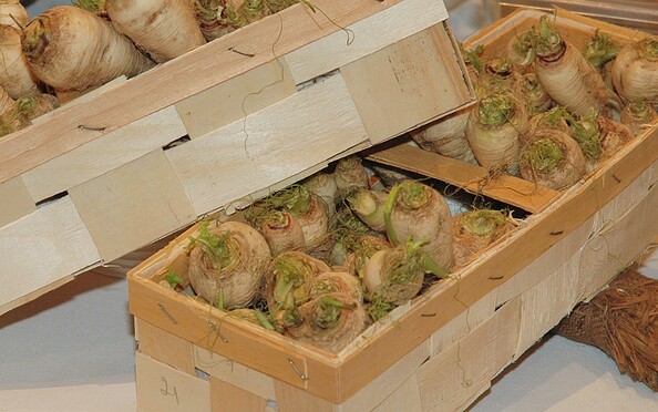 Teltower Rübchen, Foto: Tourismusverband Fläming e.V.