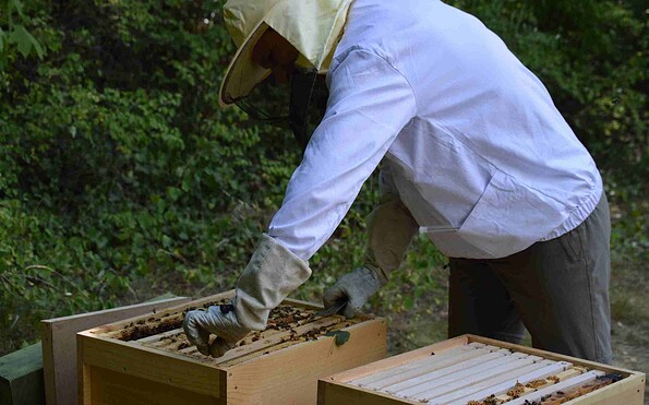 Imker Grune, Foto: Imkerei Grune