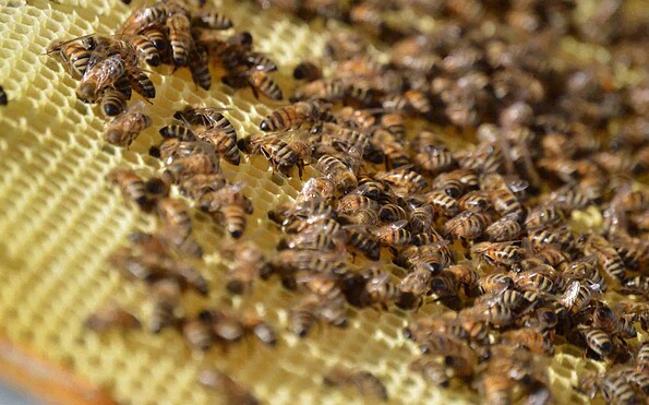 Wabe, Foto: Imkerei Grune
