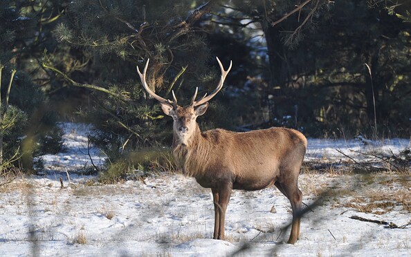 Rothirsch im Winter, Foto: Peter Koch, Lizenz: Landschafts-Förderverein Nuthe-Nieplitz-Niederung e.V.